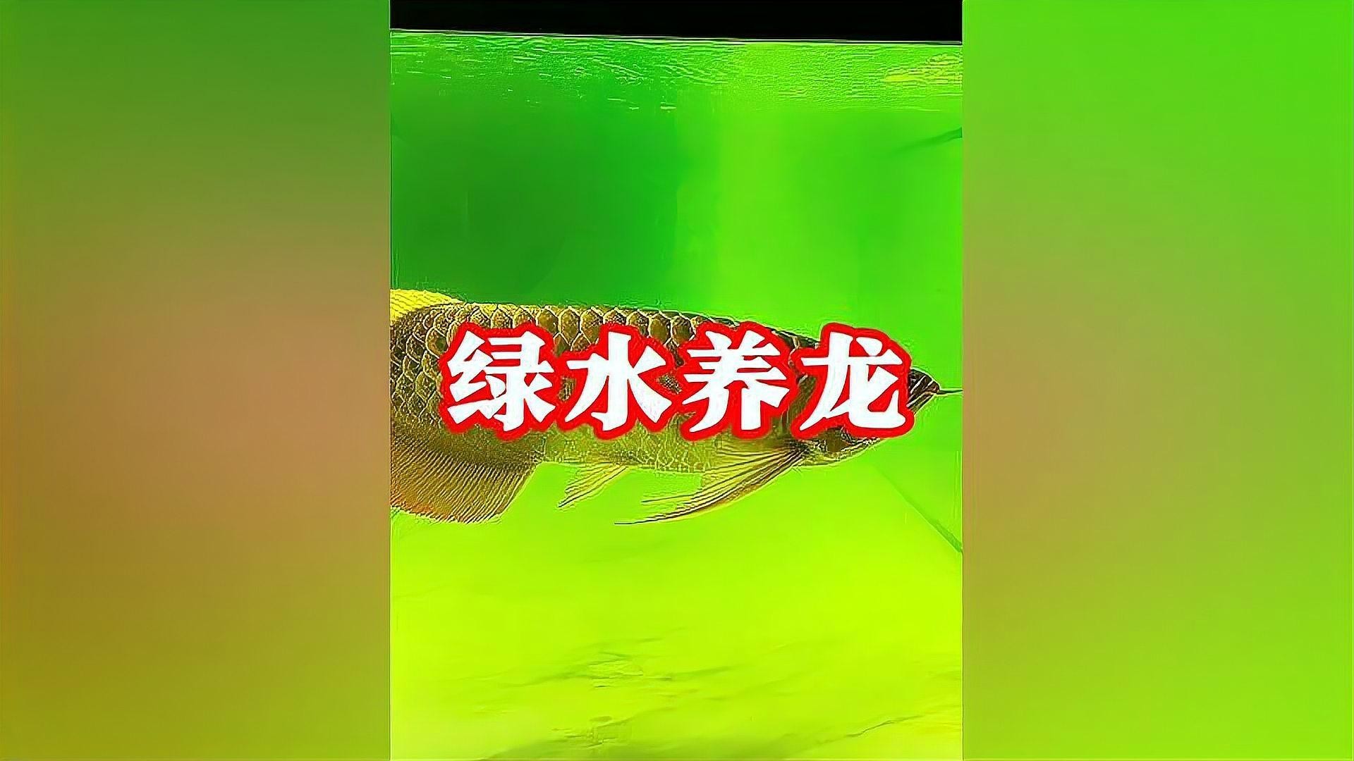 龍魚飼養(yǎng)綠水處理方法 龍魚飼養(yǎng)綠水處理方法 龍魚百科