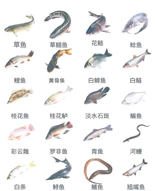 魚的種類圖片和名字