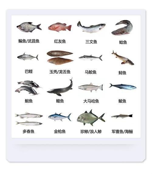 魚的種類圖片和名字