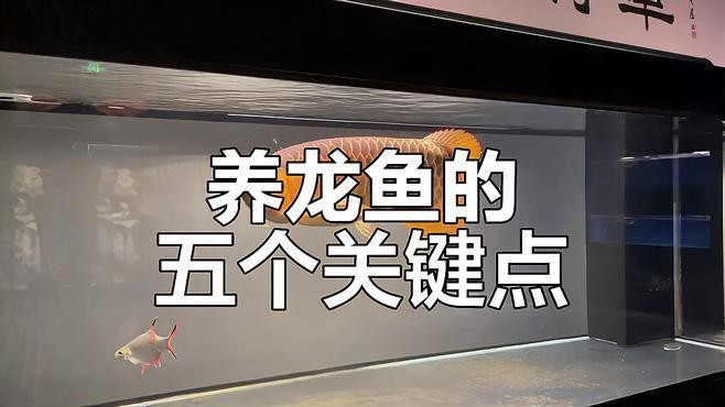 如何保養(yǎng)紅龍魚(yú)的眼睛和眼眸？