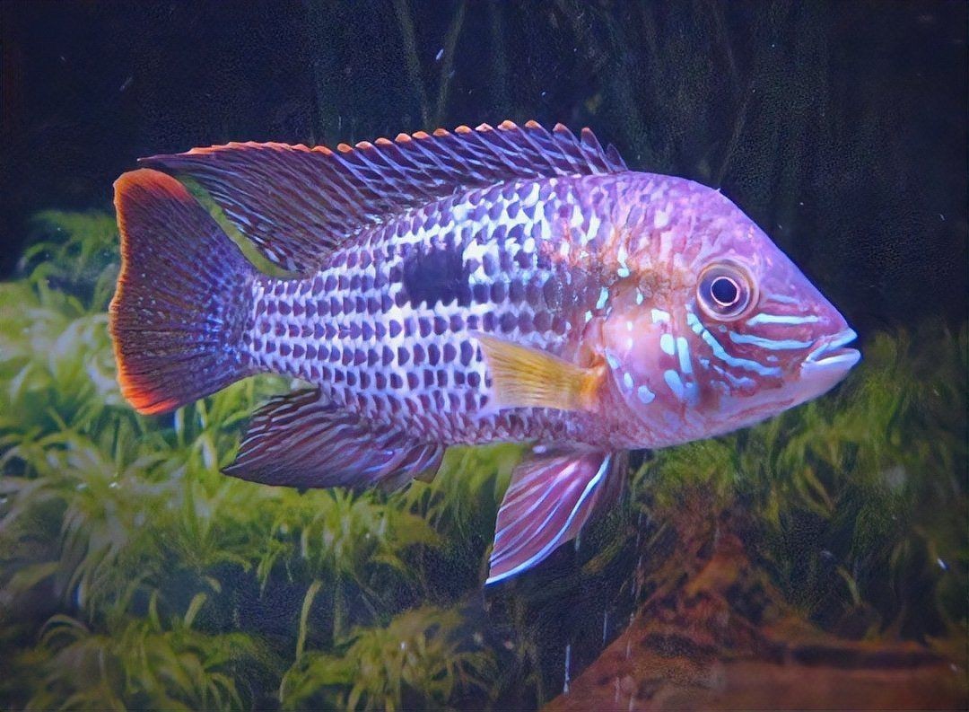 皇冠魚圖片價格大全 龍魚論壇 第3張 皇冠魚圖片價格大全 皇冠魚圖片價格大全 龍魚論壇 第3張