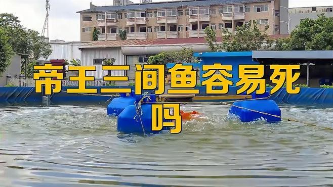 帝王三間魚適合養(yǎng)嗎 帝王三間魚適合養(yǎng)嗎 龍魚論壇 第3張