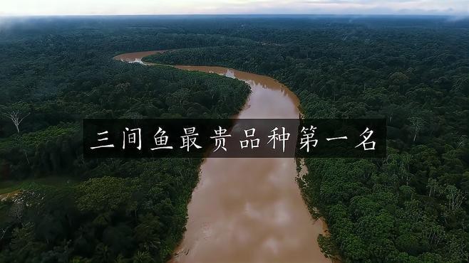 帝王三間魚適合養(yǎng)嗎 帝王三間魚適合養(yǎng)嗎 龍魚論壇 第1張