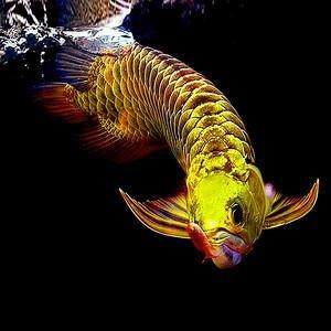 給我一張24K金頭金龍魚的照片