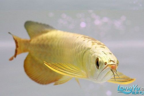 給我一張24K金頭金龍魚的照片