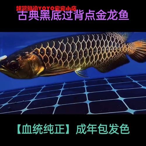 給我一張24K金頭金龍魚的照片
