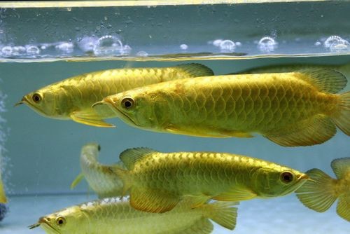 給我一張24K金頭金龍魚的照片
