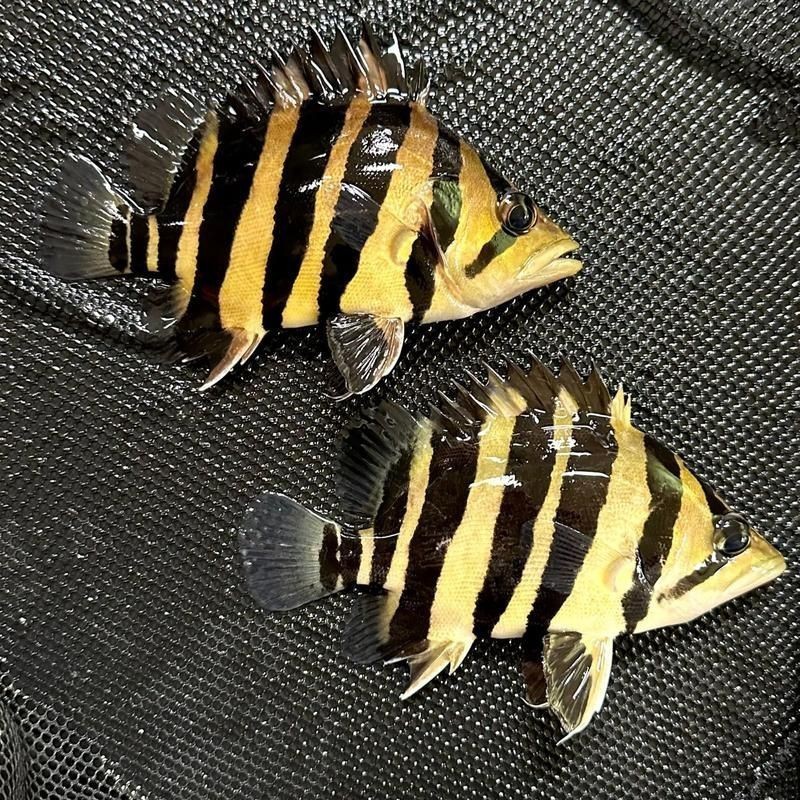 虎魚圖片及價格