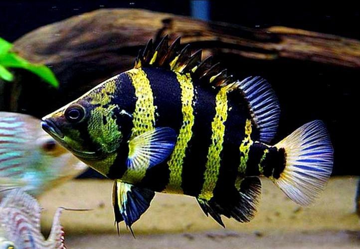 虎魚圖片及價格