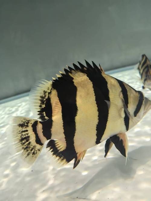 虎魚圖片及價格