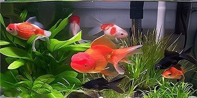 十大養魚app排行榜 十大養魚app排行榜 龍魚論壇 第4張