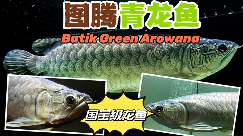 緬甸圖騰金龍魚是什么魚種類