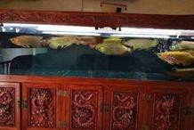 紅龍魚混養推薦哪些魚？