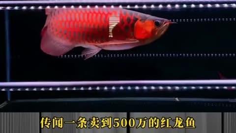 哪里可以買到500萬級別的紅龍魚？ 哪里可以買到500萬級別的紅龍魚？ 龍魚百科 第4張