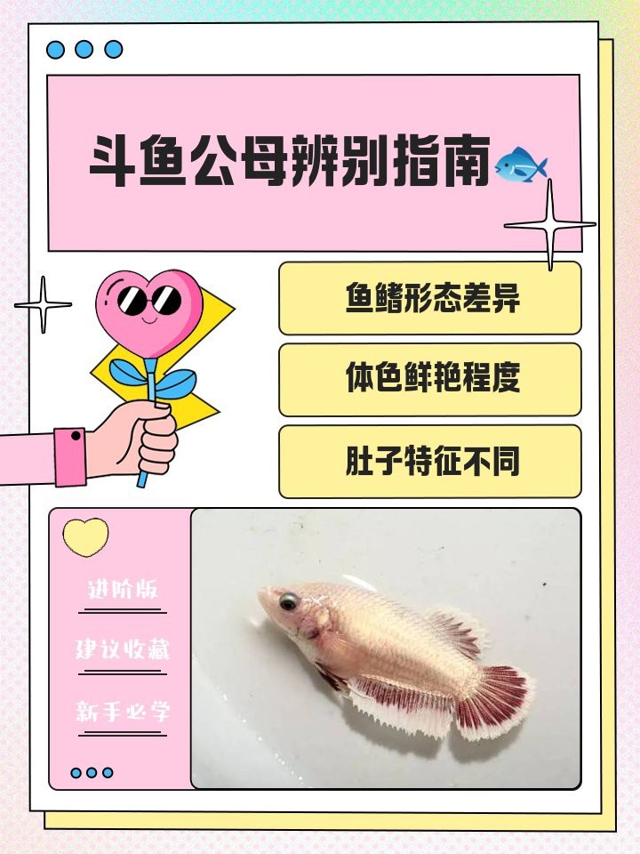 斗魚一公一母對照表