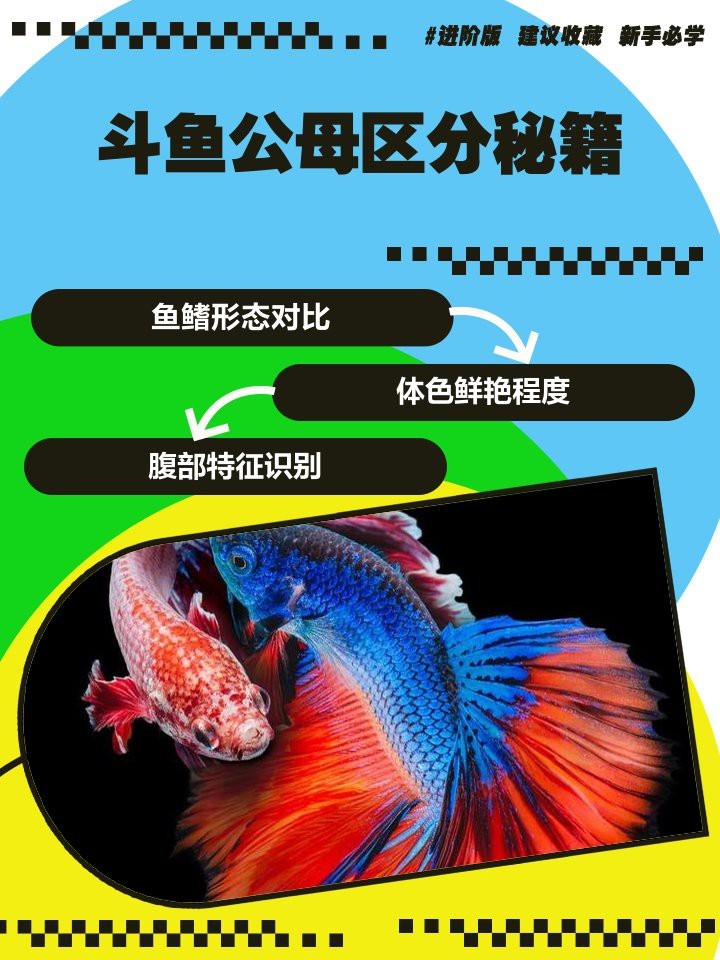 斗魚一公一母對照表