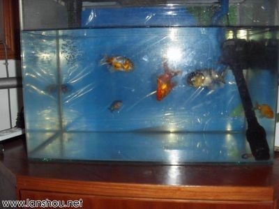 30cm金龍魚多少錢(30cm銀龍魚多少錢)