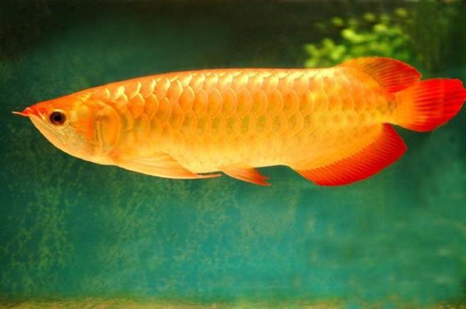 風水魚龍魚圖片 風水魚龍魚圖片 龍魚論壇 第6張