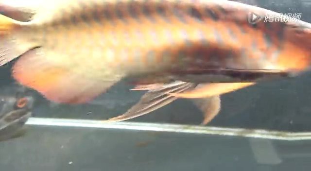 辣椒紅龍魚視頻在線觀看