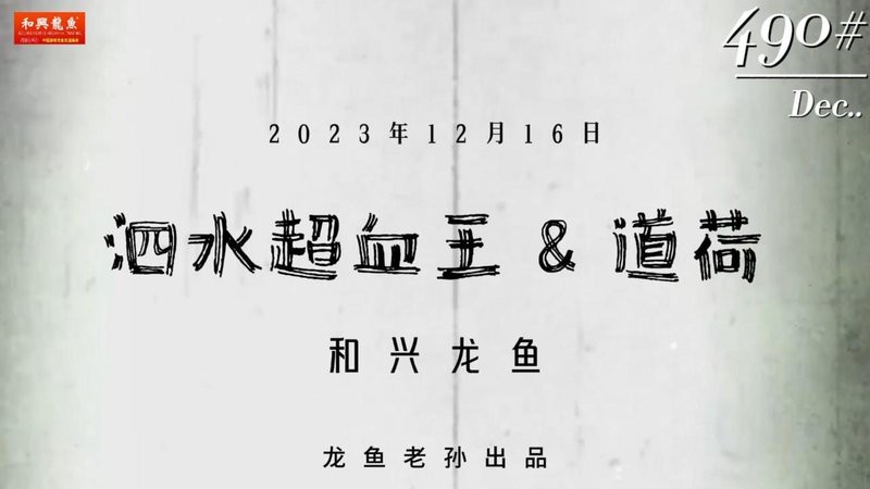 泗水紅龍魚在哪可以買 泗水紅龍魚在哪可以買 龍魚論壇 第5張
