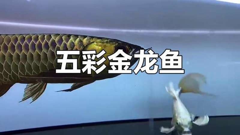 紅龍魚圖片高清視頻素材