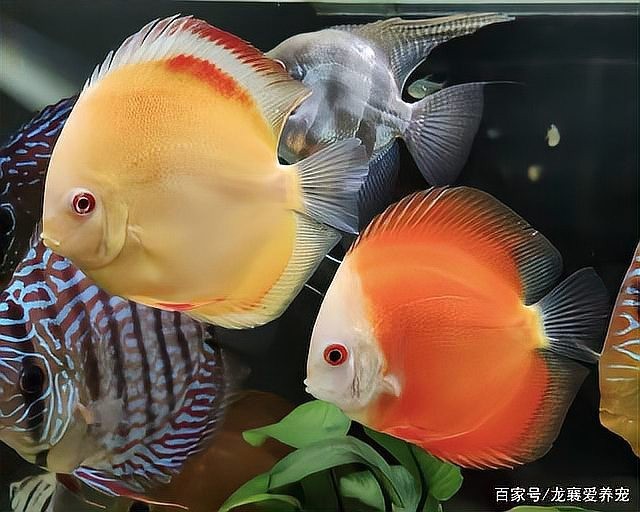 黑底透光需要多大的魚缸 黑底透光需要多大的魚缸 龍魚百科 第2張