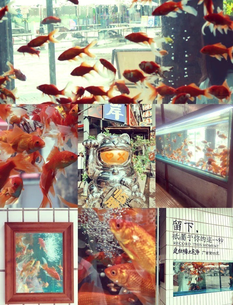 附近水族魚店 附近水族魚店 龍魚論壇 第3張
