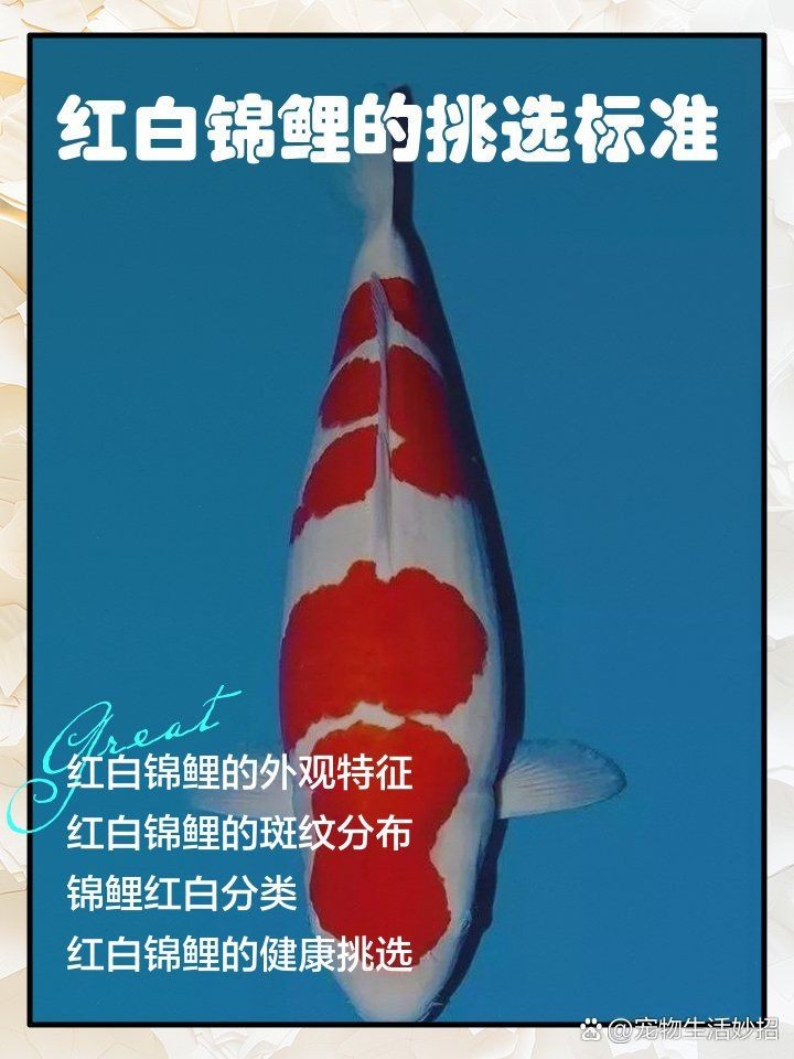 紅白錦鯉一段可以買嗎