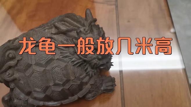 龍龜擺放高度有講究嗎？ 龍龜擺放高度有講究嗎？ 龍魚論壇 第3張