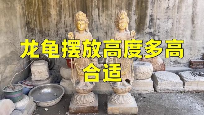 龍龜擺放高度有講究嗎？ 龍龜擺放高度有講究嗎？ 龍魚論壇 第1張