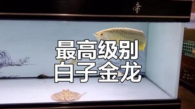 金龍過背哪個品種最稀有？