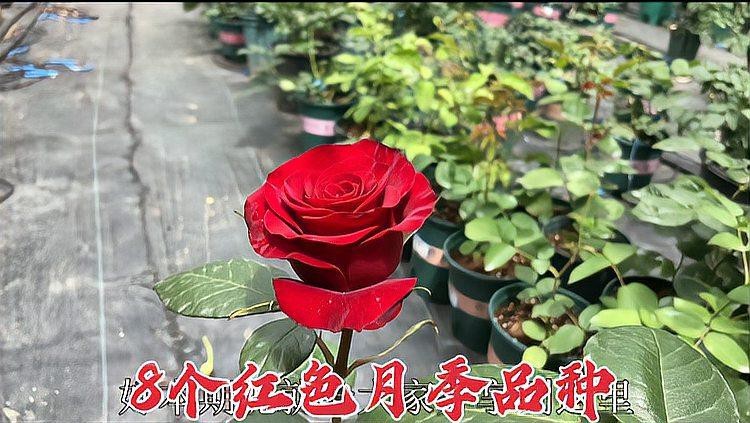 推薦一些紅色系的耐雨月季品種