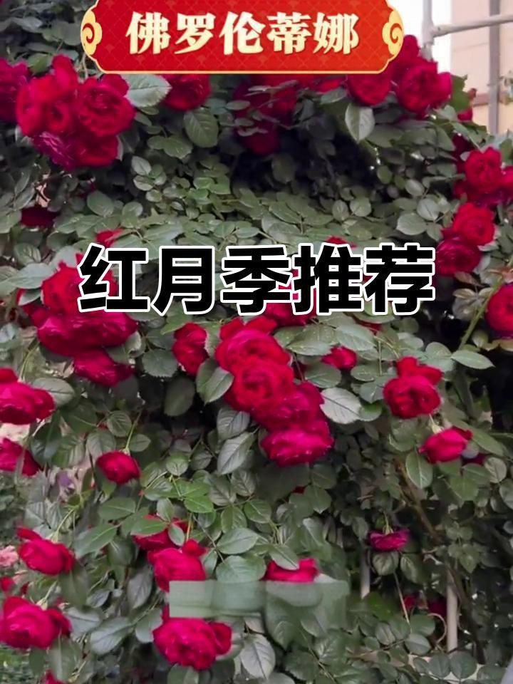 推薦一些紅色系的耐雨月季品種