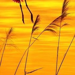 紅蟹魚的家常做法