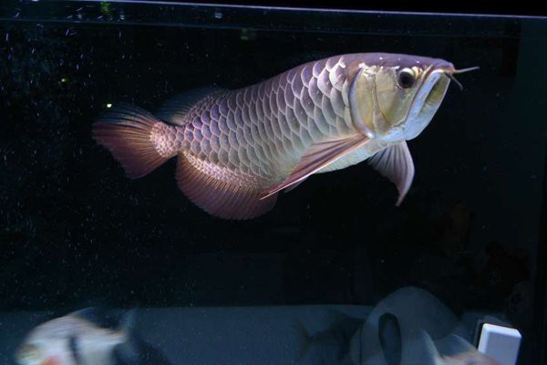 高背金龍魚的最佳飼養溫度是多少