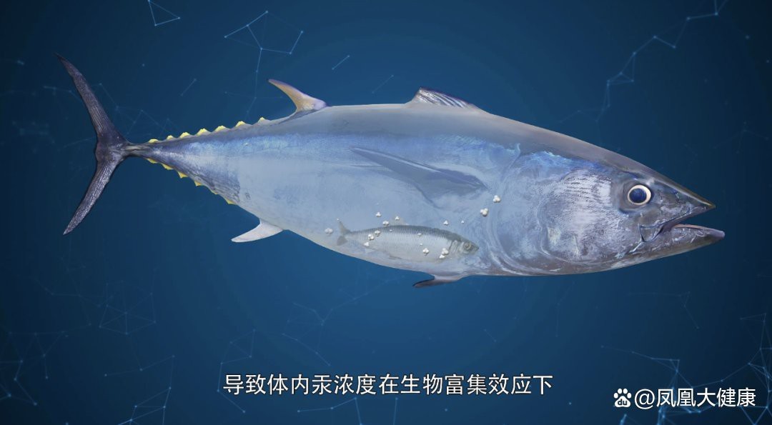 水鼻子魚為何要少吃
