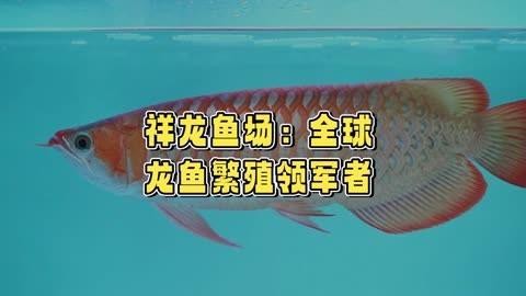 祥龍魚場在全國有哪些分店？