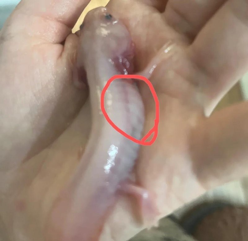 有哪些恐龍魚腹水的成功案例