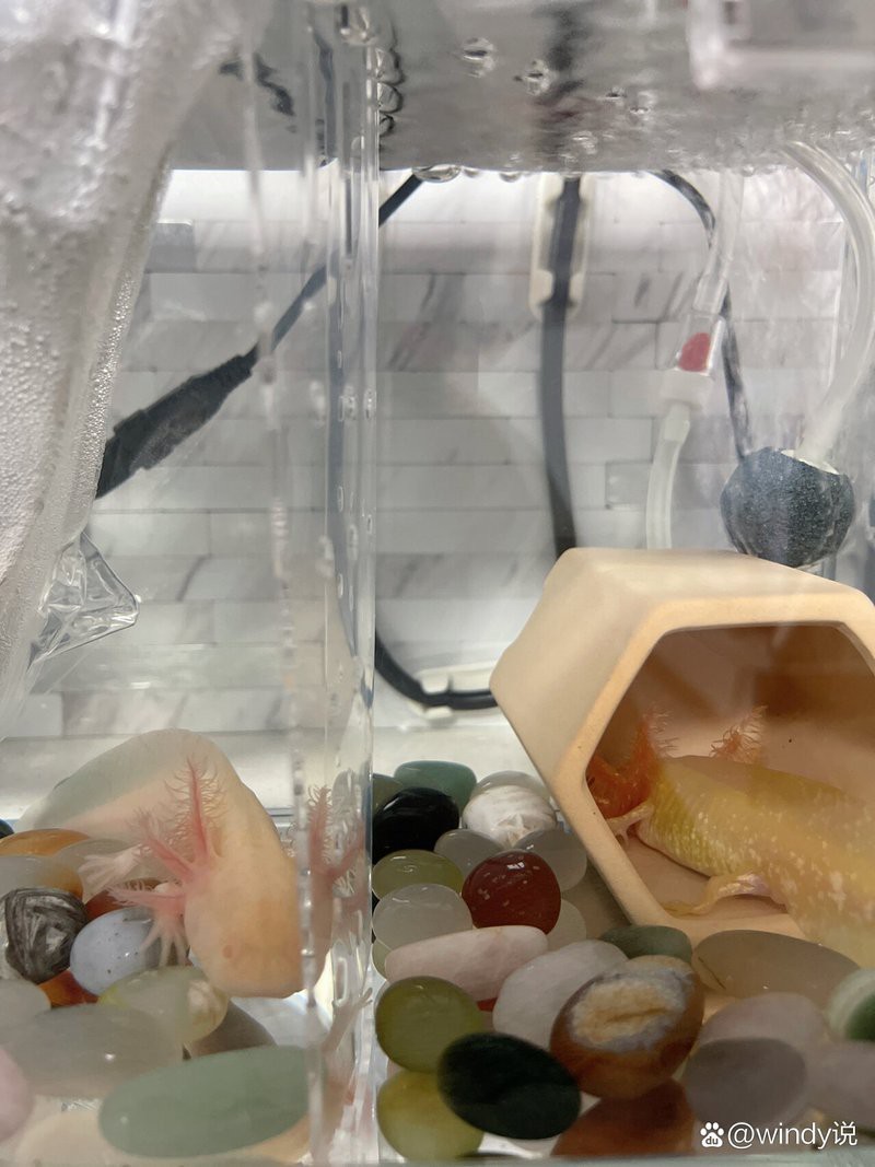 有哪些恐龍魚腹水的成功案例