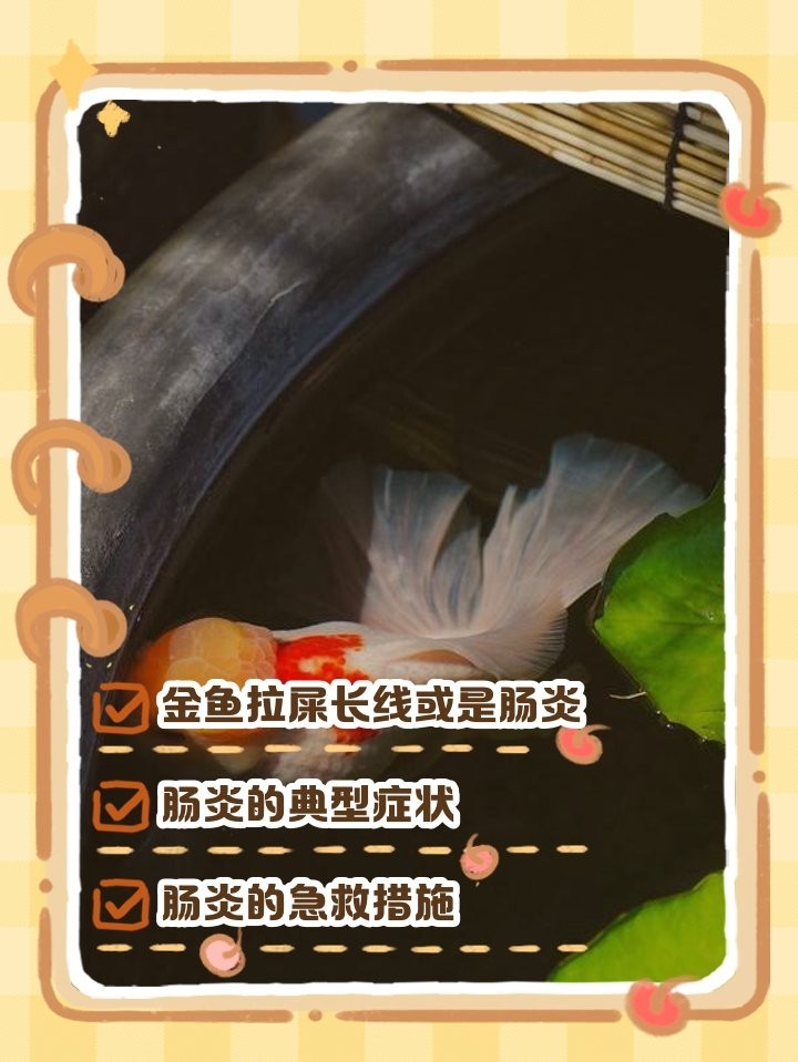 銀龍魚拉屎拉出一條黃線