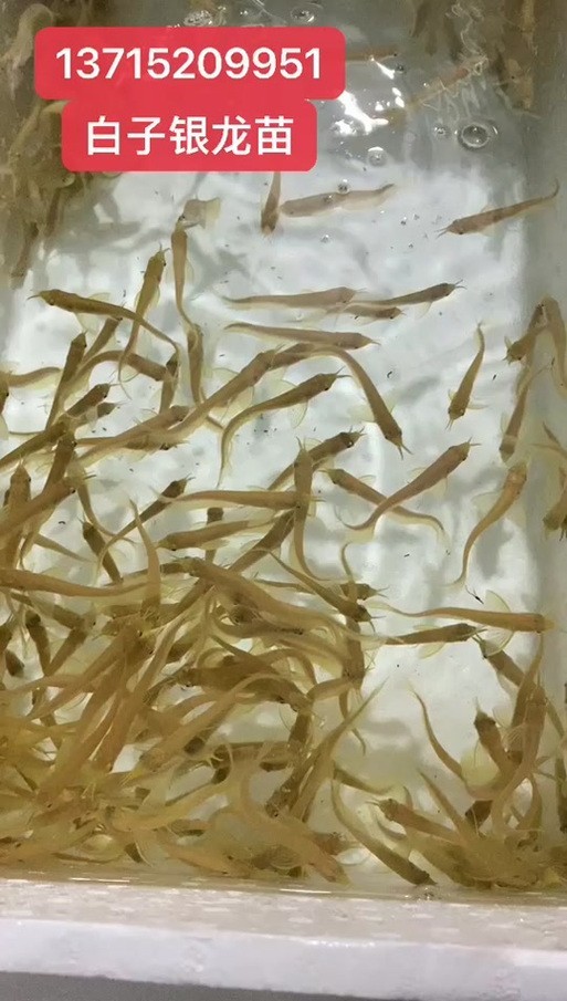 銀龍魚苗10cm怎么養好看圖片