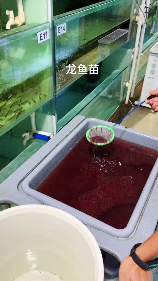 銀龍魚苗10cm怎么養好看圖片