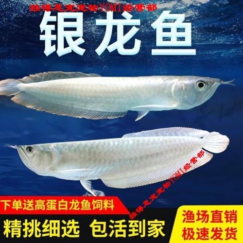 銀龍魚苗10cm怎么養好看圖片