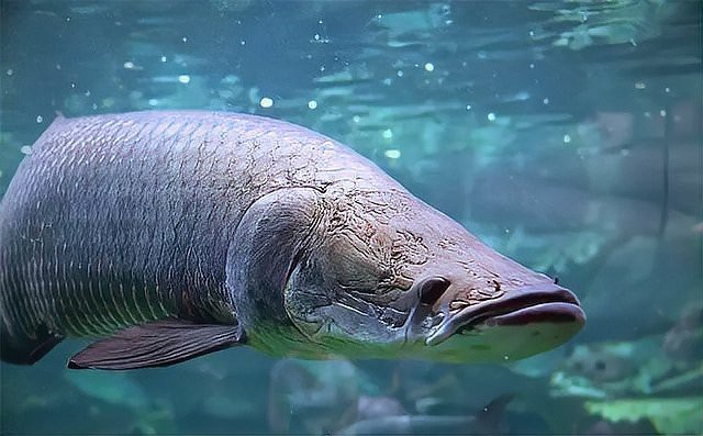 食人魚VS巨骨舌魚