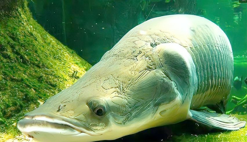 食人魚VS巨骨舌魚