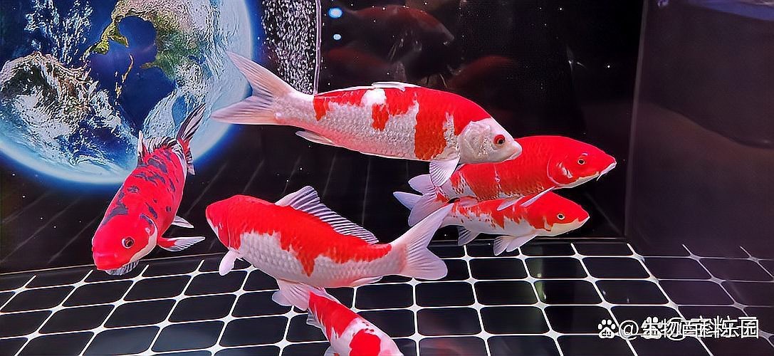 錦鯉側(cè)身蹭缸底是怎么回事