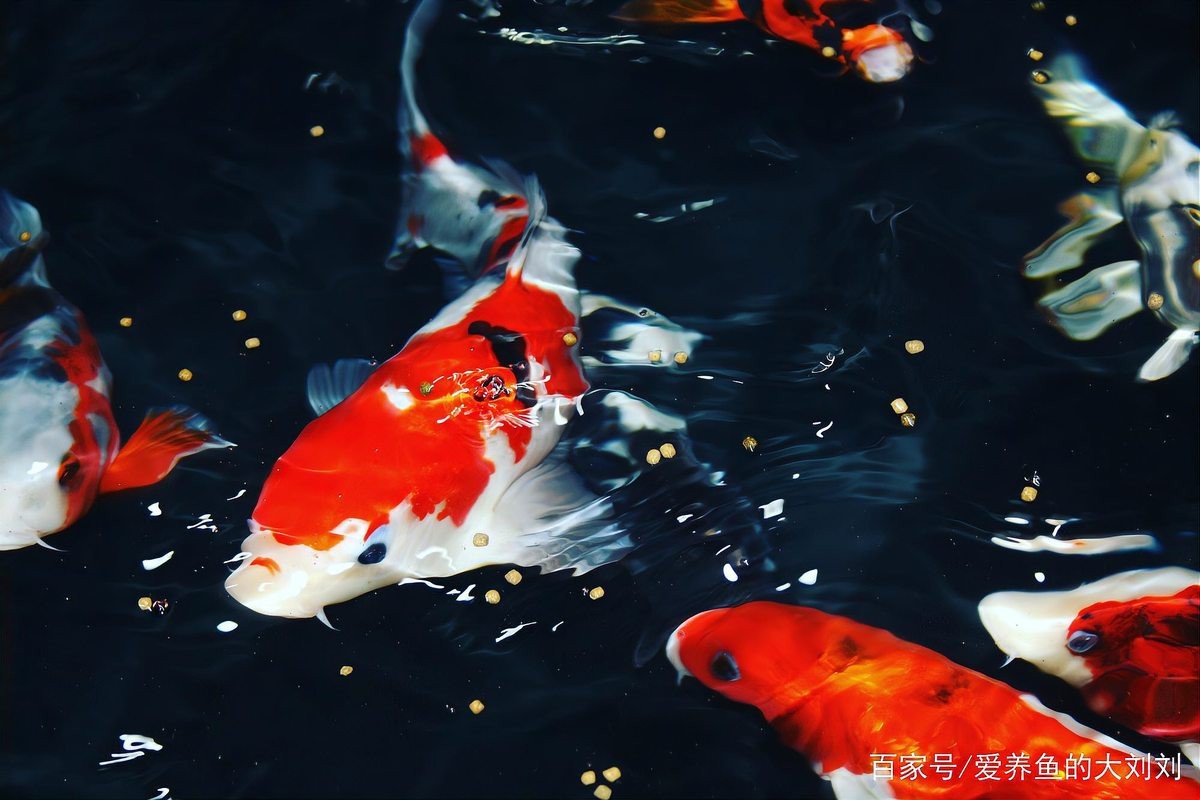 錦鯉側(cè)身蹭缸底是怎么回事