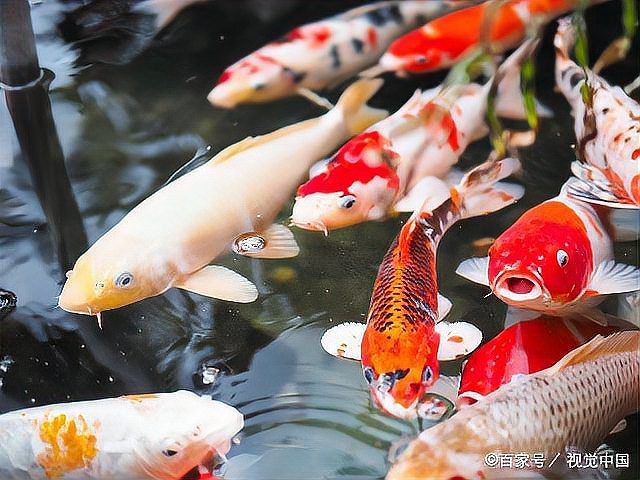 錦鯉側(cè)身蹭缸底是怎么回事