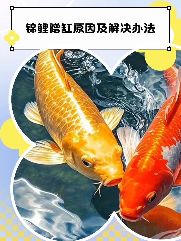 錦鯉側(cè)身蹭缸底是怎么回事