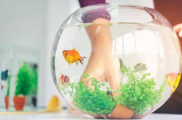 白子招財龍魚價格(白子銀龍魚多少錢一條)
